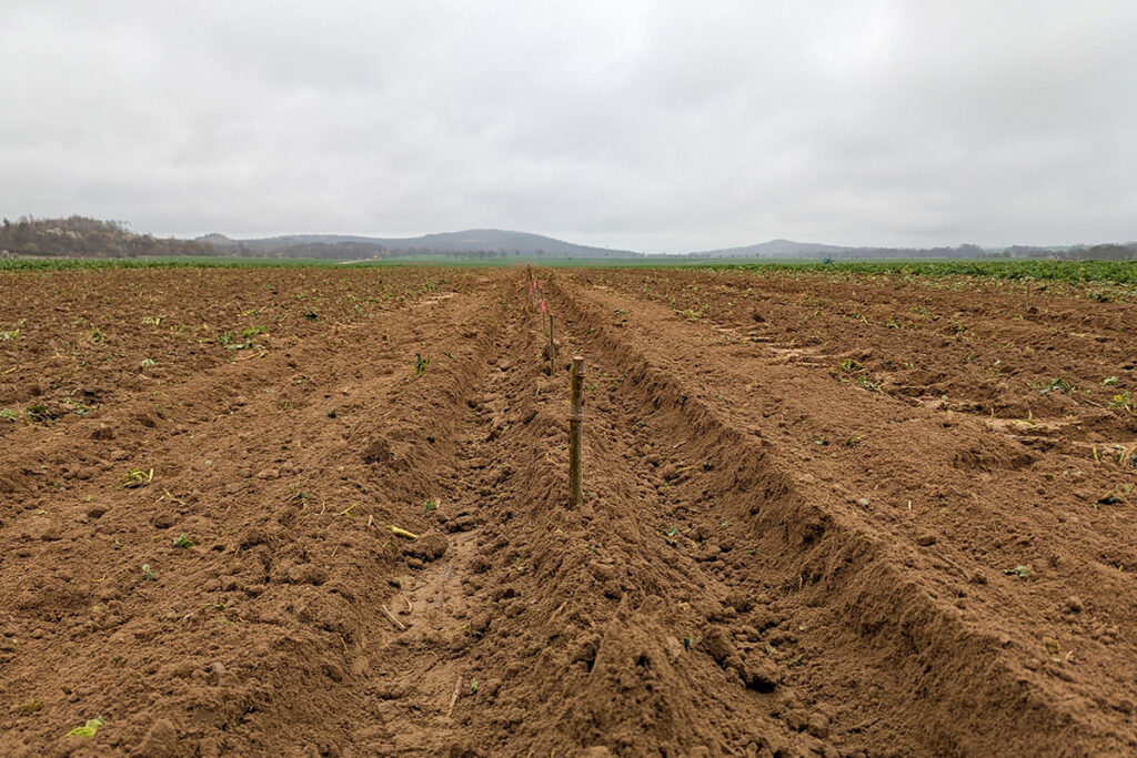 Feld in Böhlitz Feld in Böhlitz mit gepflanzten Pappelruten