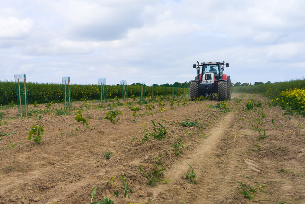 Traktor auf dem Feld Ein Traktor fährt oberhalb der Pappelreihe über das Feld
