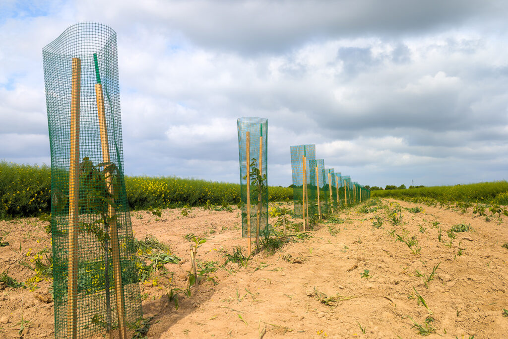Wertholzreihe Werthölzer in einer Reihe auf dem Feld, jeweils ummantelt mit einem Schutzdraht